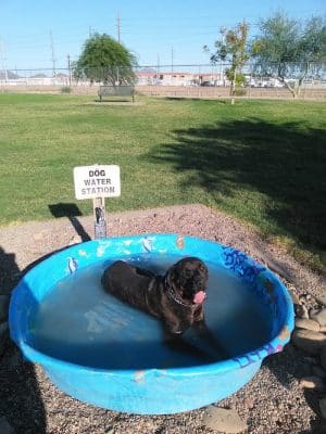Rose Mofford Dog Park