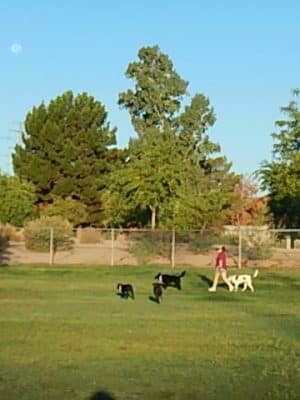 Rose Mofford Dog Park