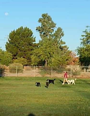 Rose Mofford Dog Park
