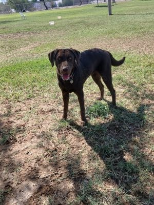 Rose Mofford Dog Park