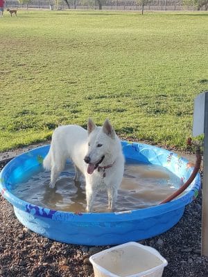 Rose Mofford Dog Park