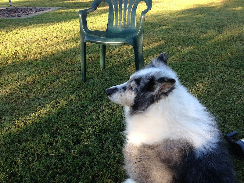 Rose Mofford Dog Park - Phoenix, AZ