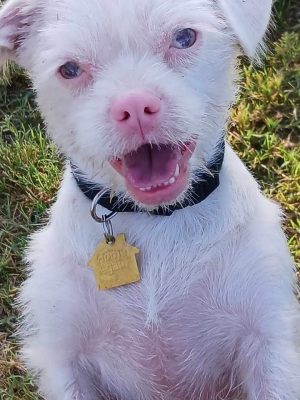 Rose Mofford Dog Park