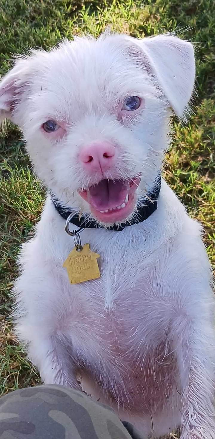 Rose Mofford Dog Park - Phoenix, AZ