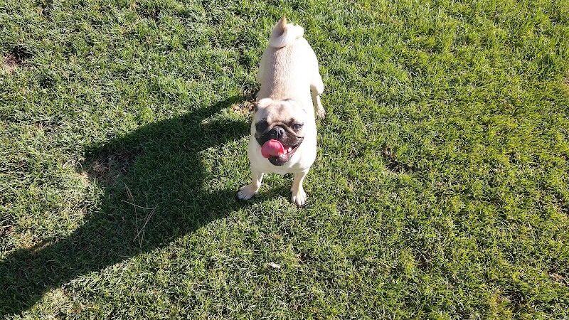 Thelda Williams Paw-Pup Park - Phoenix, AZ