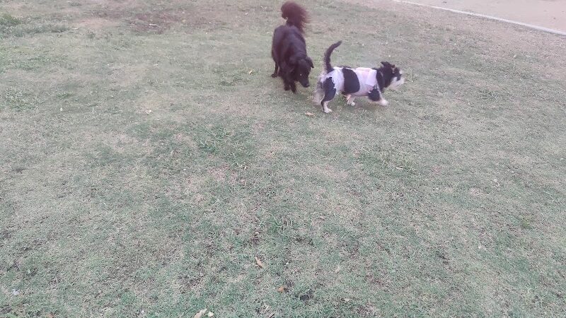 PetSmart Dog Park - Phoenix, AZ