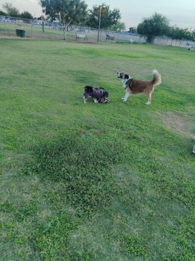 PetSmart Dog Park - Phoenix, AZ