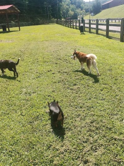 Pikeville Dog Park - Pikeville, KY