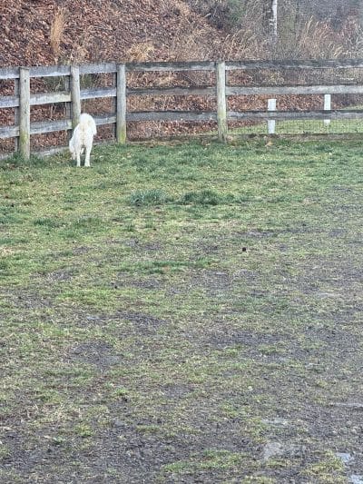 Pikeville Dog Park - Pikeville, KY