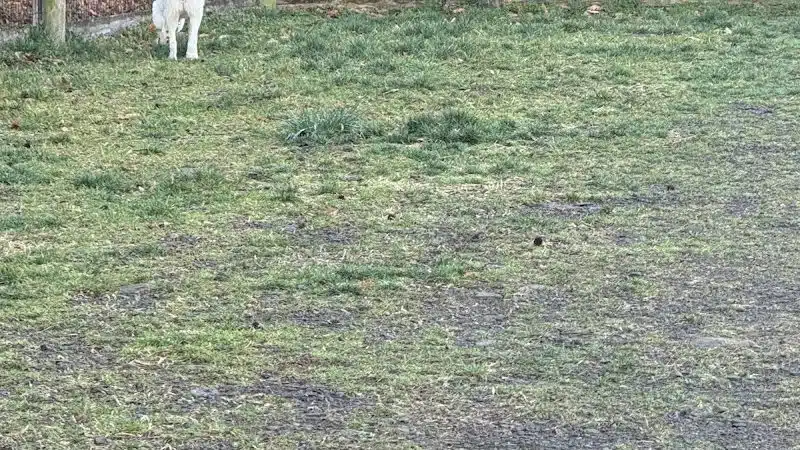 Pikeville Dog Park - Pikeville, KY