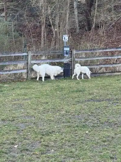 Pikeville Dog Park - Pikeville, KY