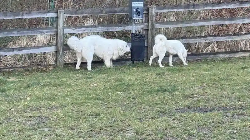 Pikeville Dog Park - Pikeville, KY