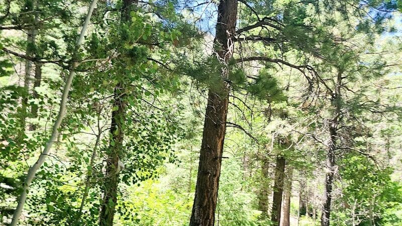 Forsyth Trailhead - Pine Valley, UT