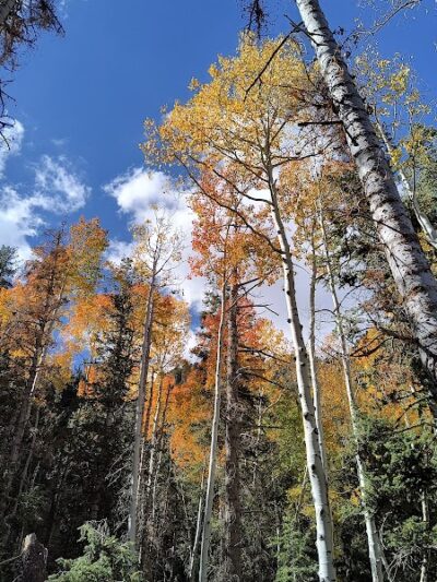 Forsyth Trailhead - Pine Valley, UT