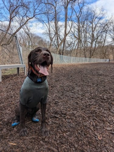 Dickson Dog Park