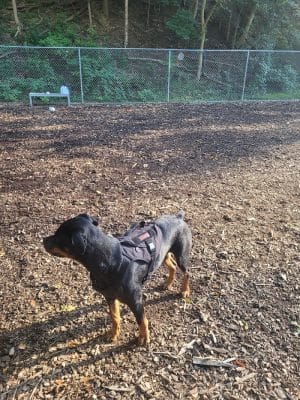Dickson Dog Park