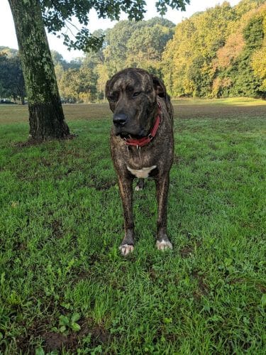 Highland Park Off Leash Exercise Area