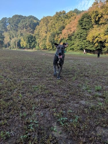 Highland Park Off Leash Exercise Area
