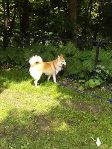 Highland Park Off Leash Exercise Area