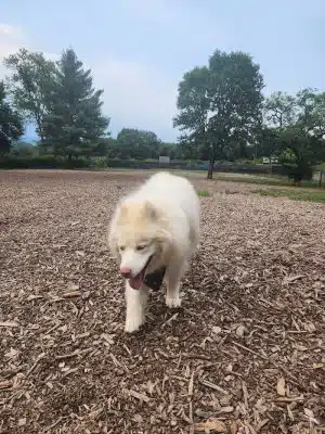 Highland Park Off Leash Exercise Area