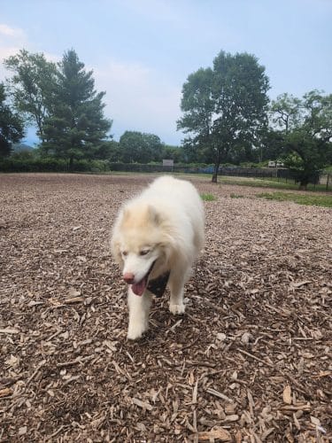 Highland Park Off Leash Exercise Area