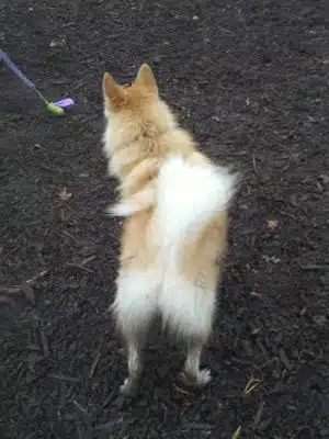 Highland Park Off Leash Exercise Area
