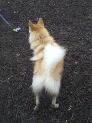 Highland Park Off Leash Exercise Area