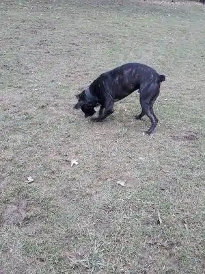 Highland Park Off Leash Exercise Area