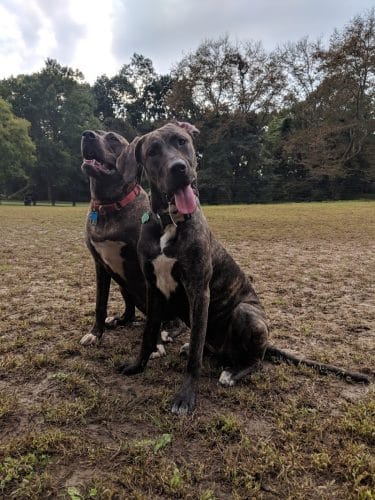 Highland Park Off Leash Exercise Area