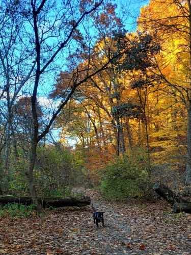 Riding Meadow Park