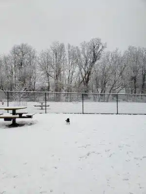 Pittsford Dog Park