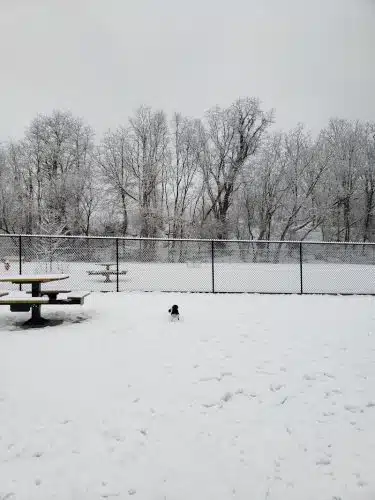 Pittsford Dog Park