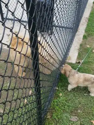 Pittsford Dog Park