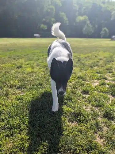 Pittsford Dog Park