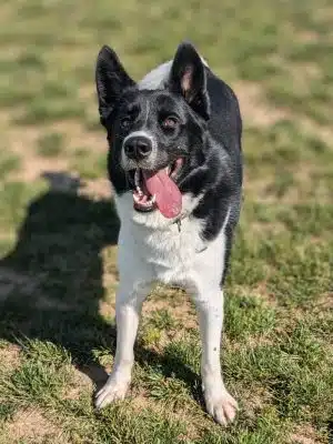 Pittsford Dog Park
