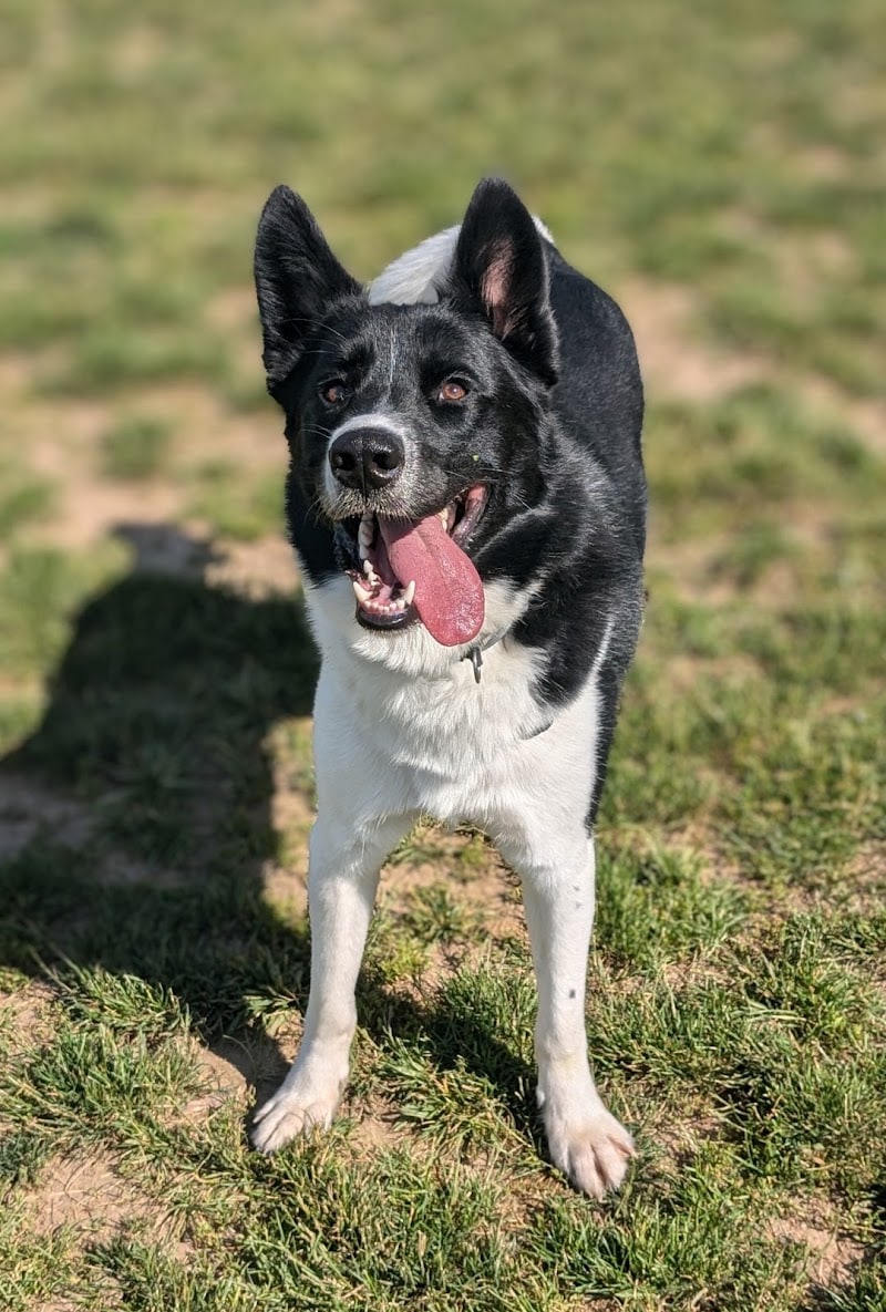 Pittsford Dog Park - Pittsford, NY