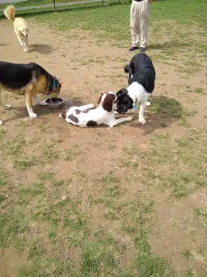 Pittsford Dog Park