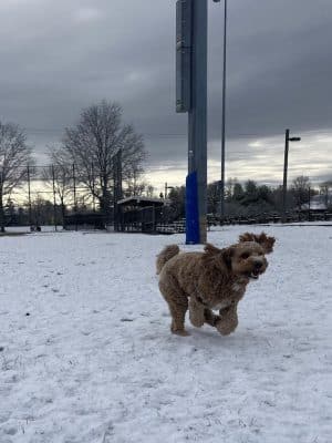 Plainsboro Community Park