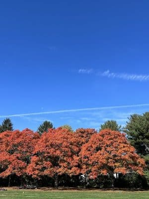 Plainsboro Park