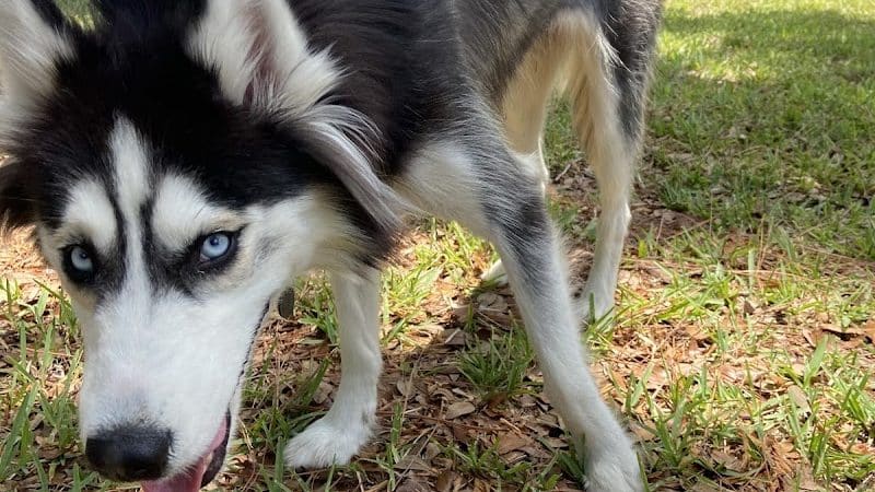 Plant City Dog Park - Plant City, FL