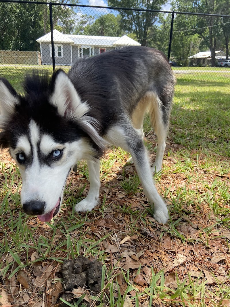 Plant City Dog Park - Plant City, FL