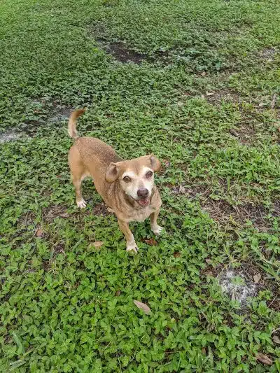 Plant City Dog Park - Plant City, FL