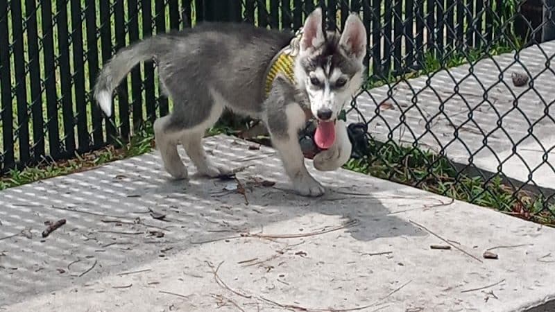 Plant City Dog Park - Plant City, FL