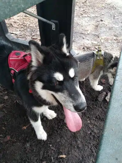 Plant City Dog Park - Plant City, FL