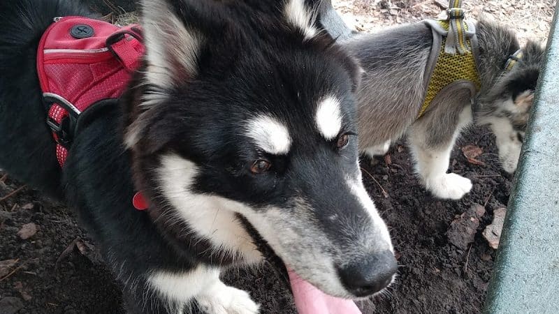 Plant City Dog Park - Plant City, FL