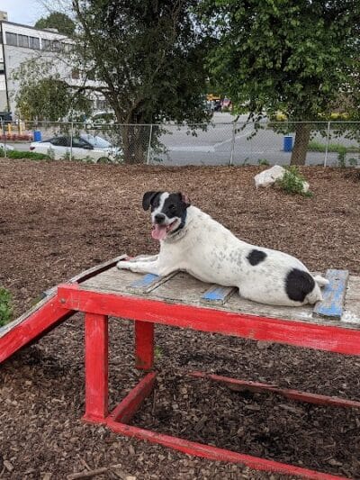 Pleasantville Dog Park - Pleasantville, NY