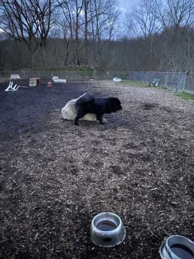 Pleasantville Dog Park - Pleasantville, NY