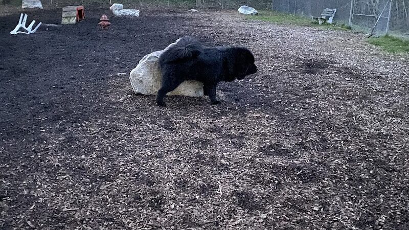Pleasantville Dog Park - Pleasantville, NY
