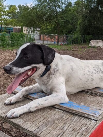 Pleasantville Dog Park - Pleasantville, NY