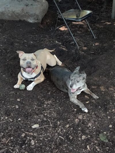 Pleasantville Dog Park - Pleasantville, NY